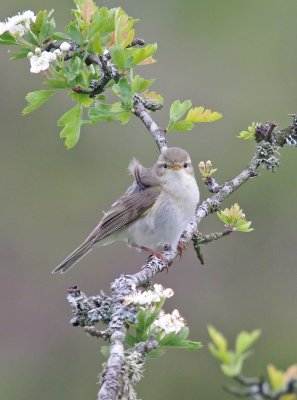 Willow Warbler- Phylloscopus trochilus