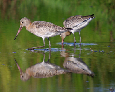 Black-tailed Godwits