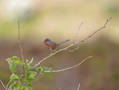 Darford Warbler 2