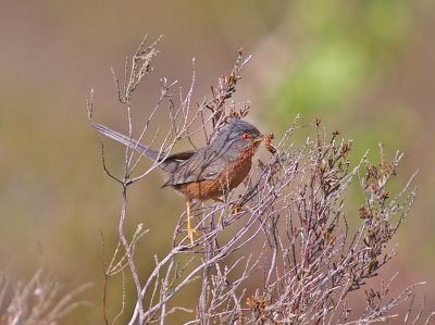 Dartford Warbler 4