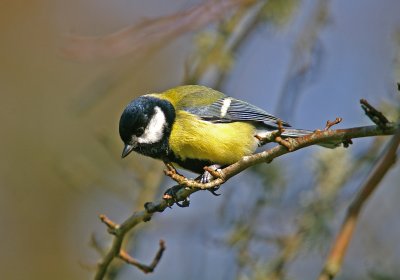 Great Tit - Parus major