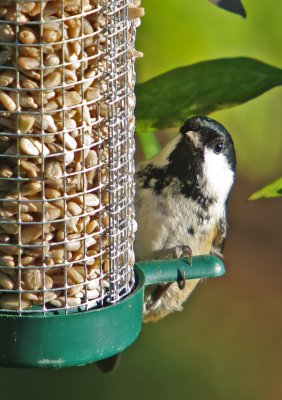 Coal Tit - Parus ater