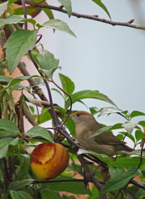 Blackcap