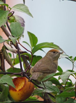 Blackcap