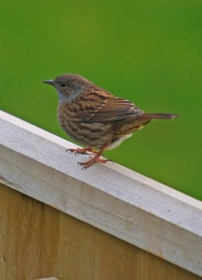 Dunnock in my garden