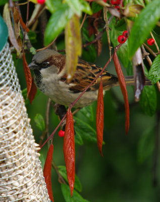 House Sparrows in my garden