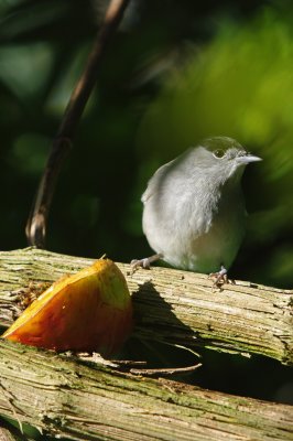 Blackcap male