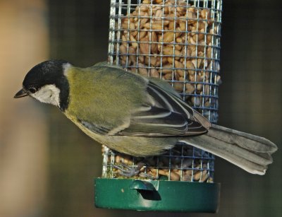 Great Tits in my garden