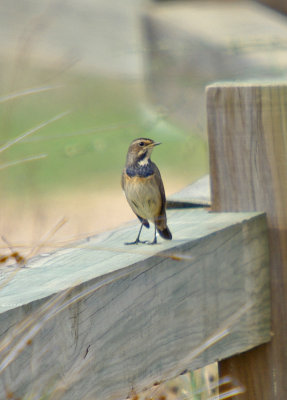 Bluethroat