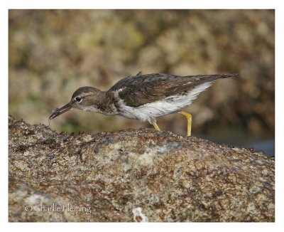 Spotted Sandpiper - Actitis macularia