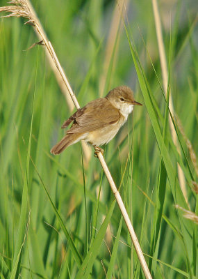 Reed Warbler