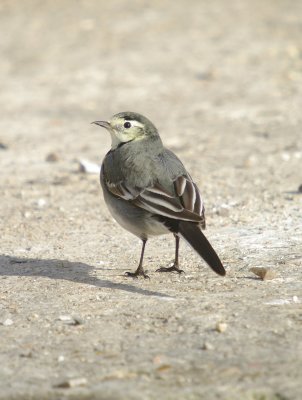 Pied Wagtail - Motacilla Alba ( yarellii)?