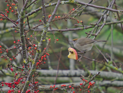 Hen Blackcap