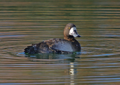 Scaup