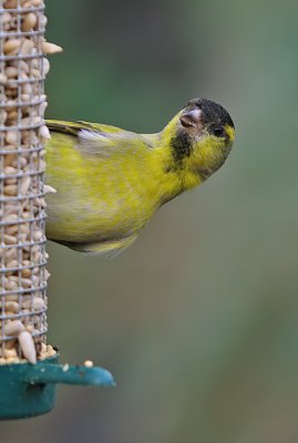 Siskin - Carduelis spinus