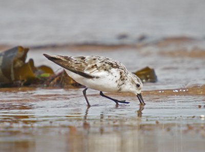 Sanderling - Calidris alba