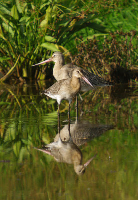 Black-tailed Godwits