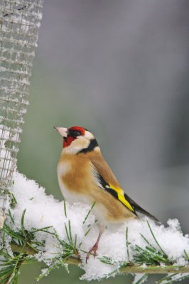 European Goldfinch - Carduelis carduelis