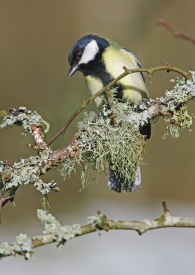 Great Tit - Parus major