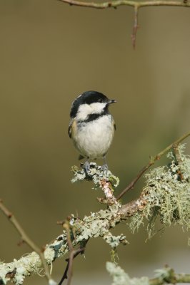 Coal Tit