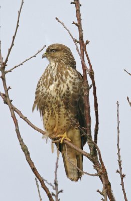 Buzzard - Buteo buteo