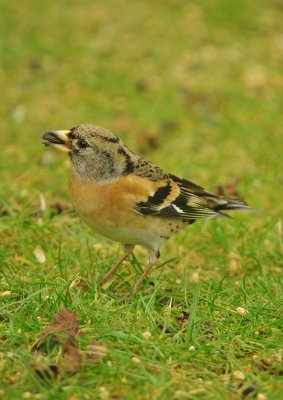 Brambling