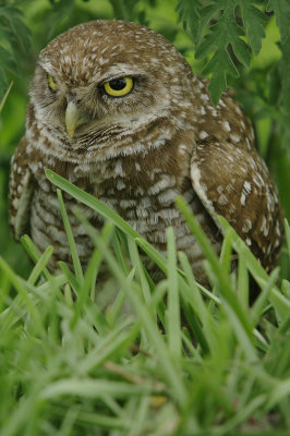 Burrowing Owl