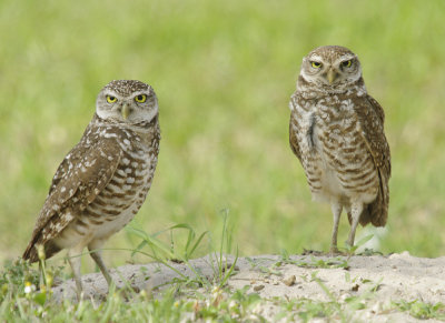 Burrowing Owl