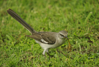 Mockingbird - Mimus polyglottos