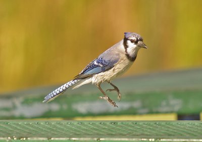 Bouncing Blue Jay