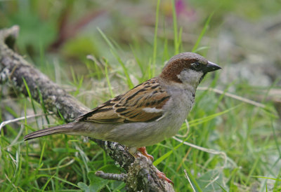 Cock Sparrow