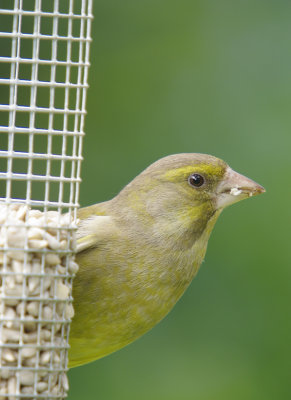 Greenfinch