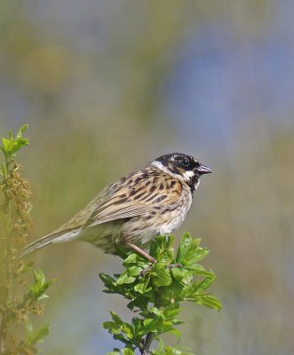 Reed Bunting