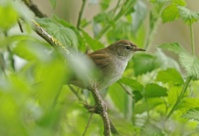 Cettis Warbler