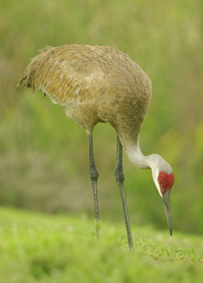 Sandhill Crane -Grus canadensis