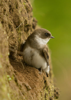 Sand Martin