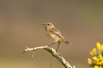 Stonechat