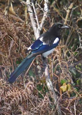 Magpie