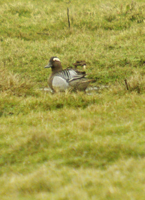 Garganey