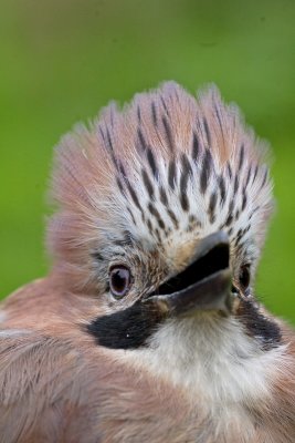 Jay - Garrulus glandarius