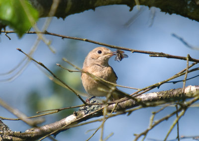 Redstart