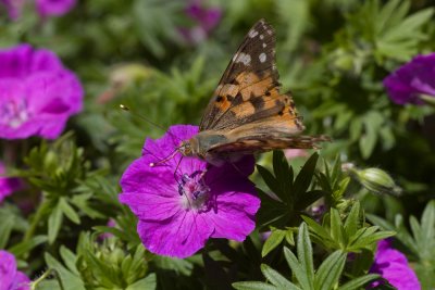 Painted Lady - Vanessa cardui 