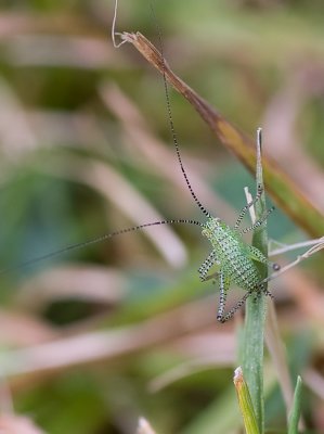 Speckled Bush Cricket - Leptophyes punctatissima