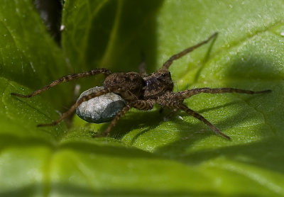 Wolf Spider with egg sack