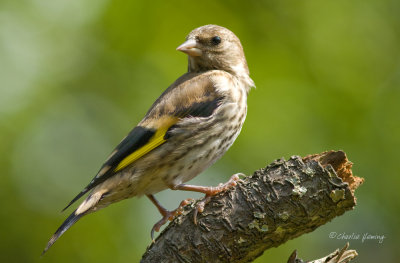 Goldfinch Juvenile (2009)