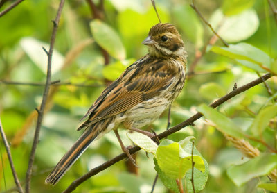 Reed Bunting, juvenile