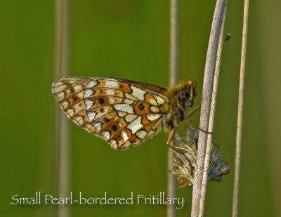 Small Pearl-Bordered Fritillary - Boloria selene