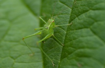 Speckled Bush Cricket - Leptophyes punctatissima