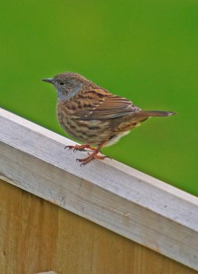 Dunnock