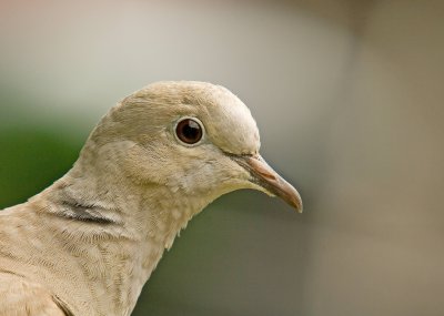 Juvenile Collared Dove